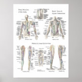 Spieranatomie Poster Diepe Lagen (Voorkant)