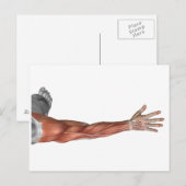 Spieranatomie van de menselijke arm, posterior Uit Briefkaart (Voorkant / Achterkant)