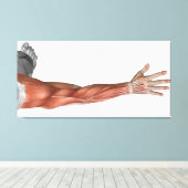 Spieranatomie van de menselijke arm, posterior Uit Canvas Afdruk (Insitu (Houten vloer))