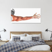 Spieranatomie van de menselijke arm, posterior Uit Canvas Afdruk (Insitu (Slaapkamer))