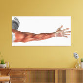 Spieranatomie van de menselijke arm, posterior Uit Canvas Afdruk (Insitu (Woonkamer))