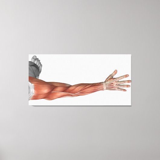 Spieranatomie van de menselijke arm, posterior Uit Canvas Afdruk (Voorkant)