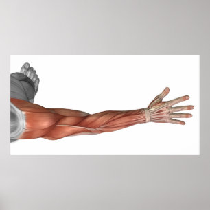 Spieranatomie van de menselijke arm, posterior Uit Poster