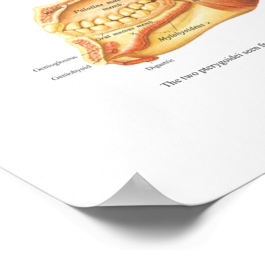 Spieranatomie van het gezicht en de nekgrafiek poster (Hoek)