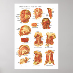 Spieranatomie van het gezicht en de nekgrafiek poster