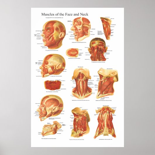 Spieranatomie van het gezicht en de nekgrafiek poster (Voorkant)