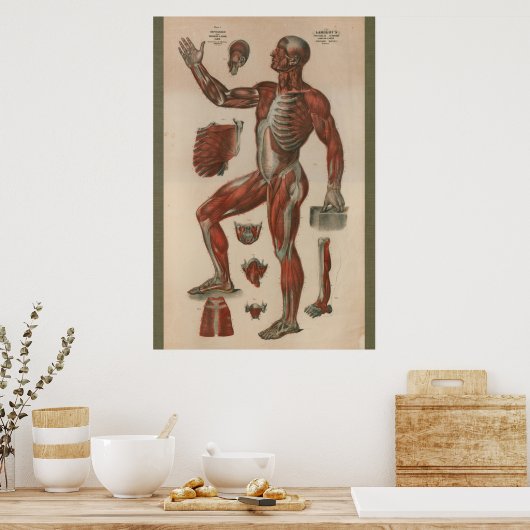  spieranatomiegrafiek 1851 poster (Keuken)