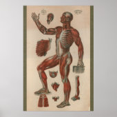  spieranatomiegrafiek 1851 poster (Voorkant)