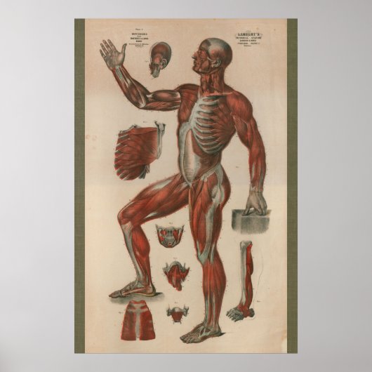  spieranatomiegrafiek 1851 poster (Voorkant)