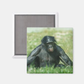 Spierbonobo in het gras magneet (Voorkant / Achterkant)