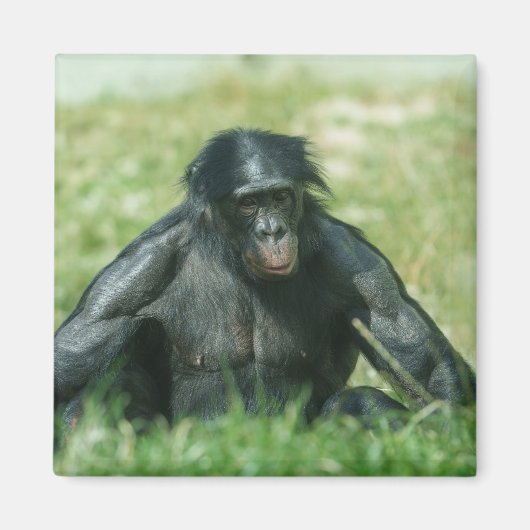 Spierbonobo in het gras magneet (Voorkant)