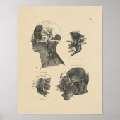  spieren Anatomie 1880 Afdrukken Poster (Voorkant)