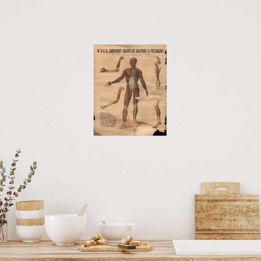  spieren Anatomie Poster (Keuken)