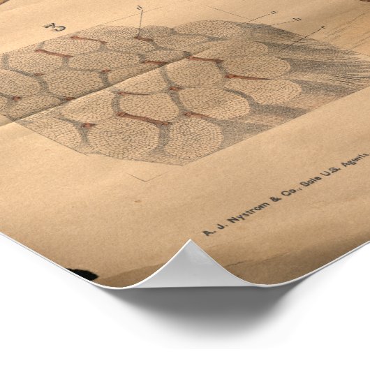  spieren Anatomie Poster (Hoek)