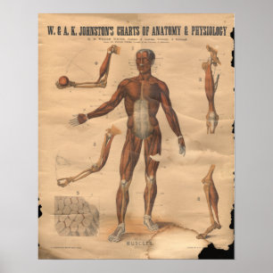  spieren Anatomie Poster