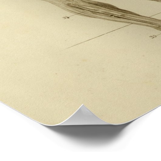 Spieren Arteries Anatomie Afdrukken  Poster (Hoek)