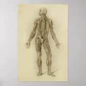 Spieren Arteries Anatomie Afdrukken  Poster (Voorkant)