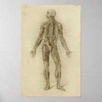 Spieren Arteries Anatomie Afdrukken 