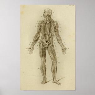 Spieren Arteries Anatomie Afdrukken  Poster