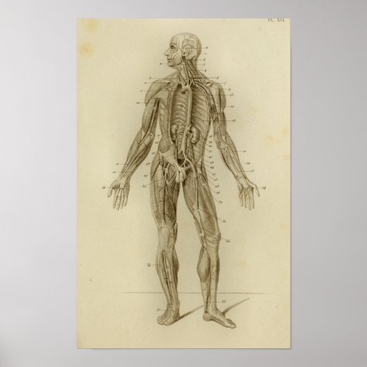 Spieren Arteries Anatomie Afdrukken Poster (Voorkant)