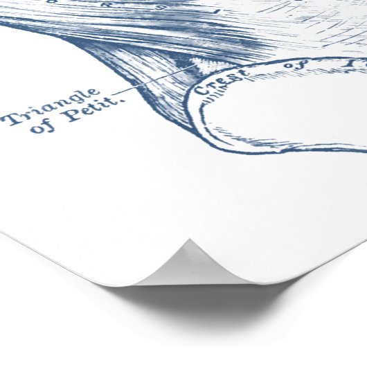  spieren blauw (1890) poster (Hoek)