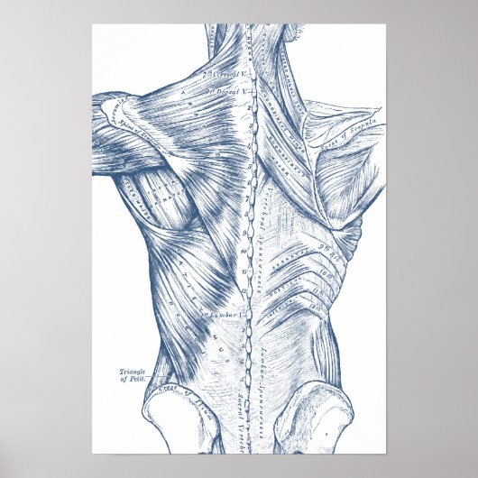  spieren blauw (1890) poster (Voorkant)