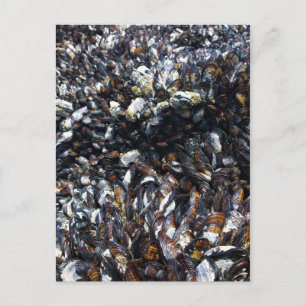 Spieren en Barnacles bij Bob Creek, OF Briefkaart