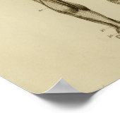 Spieren van de Anatomie achterzijde Poster (Hoek)