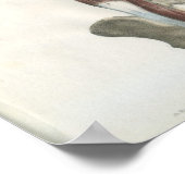 Spieren van de anatomie van de wervelkolom Afdrukk Poster (Hoek)