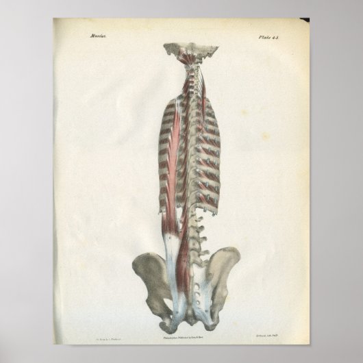 Spieren van de anatomie van de wervelkolom Afdrukk Poster (Voorkant)