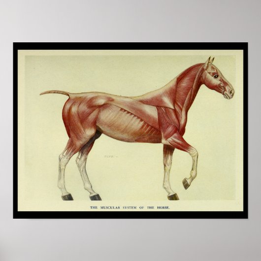  spieren van de anatomie van paarden poster (Voorkant)