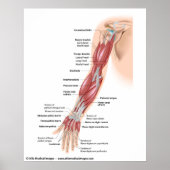 Spieren van de hele arm, met de aanduiding tekenin poster (Voorkant)