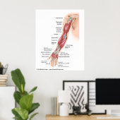 Spieren van de hele arm, met de aanduiding tekenin poster (Thuiskantoor)