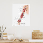 Spieren van de hele arm, met de aanduiding tekenin poster (Keuken)
