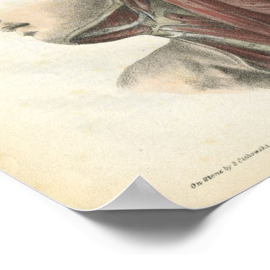 Spieren van de nekanatomie Afdrukken Poster (Hoek)