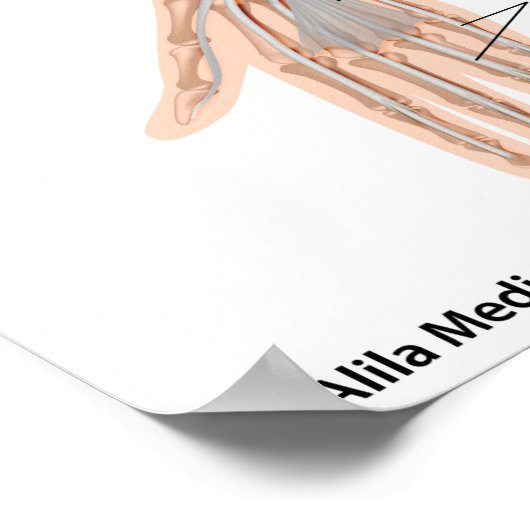 Spieren van de voorarm, voorzien van een schema. poster (Hoek)