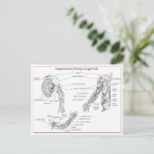 Spieren van het bovenlichaam briefkaart (Staand voorkant)