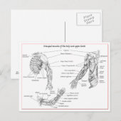 Spieren van het bovenlichaam briefkaart (Voorkant / Achterkant)