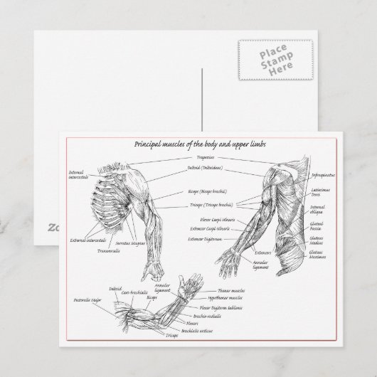 Spieren van het bovenlichaam briefkaart (Voorkant / Achterkant)