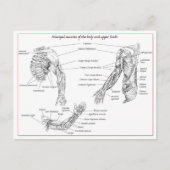 Spieren van het bovenlichaam briefkaart (Voorkant)