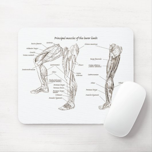 Spieren van het onderlichaam muismat (Met muis)