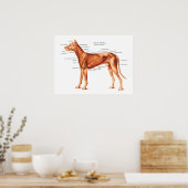 Spieren van het Poster van de Dog Anatomie (Keuken)
