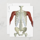 Spieren van schouder 2 briefkaart (Voorkant / Achterkant)