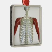 Spieren van schouder 2 metalen ornament (Rechts)
