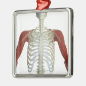 Spieren van schouder 2 metalen ornament (Links)