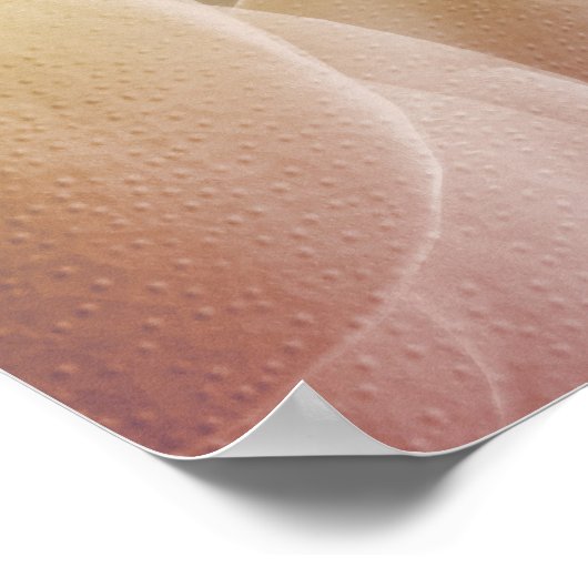 Spieren van schouder 4 poster (Hoek)