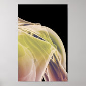 Spieren van schouder 4 poster (Voorkant)