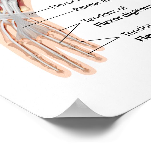 Spieren van voorzijde en achterste uitzicht van de poster (Hoek)