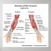Spieren van voorzijde en achterste uitzicht van de poster (Voorkant)