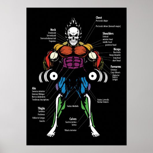 Spiergrafiek, Anatomie Diagram - Gym Workout Poster (Voorkant)
